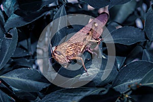 Close up front view of purple grasshopper surrounded with dark g