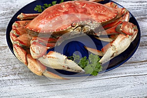 Close up front view of a single cooked large Dungeness crab and dark blue plate