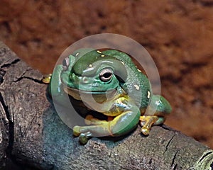 Tree Frog