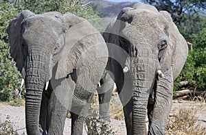 Close up front view of a two young African Elephant at National Park in South Africa