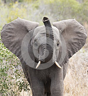 Close up frontal portrait of young elephant, Loxodonta africana, trumpeting with raised trunk