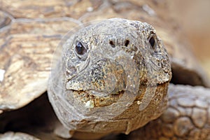 Close up frontal of a tortoise face