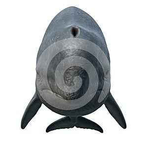 capodoglio primo piano frontale