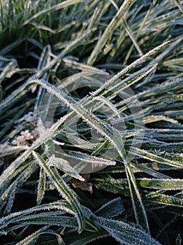 Close-up of frost covered grass in late fall