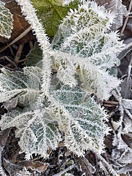 Close up of a frost covered leaf