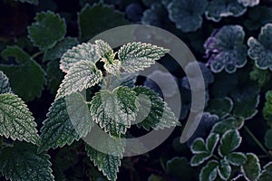 Close up of frost covered stinging nettles in the forest