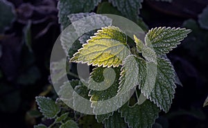 Close up of frost covered stinging nettles in the forest