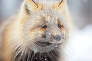 close-up of frost-covered whiskers of a fox