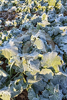 Close-up of frost leaves of green autumn winter rape plants