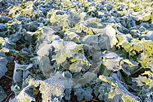 Close-up of frost leaves of green autumn winter rape plants