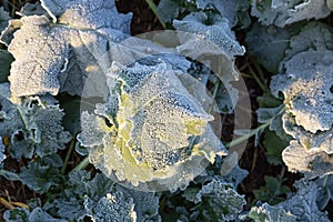 Close-up of frost leaves of green autumn winter rape plants