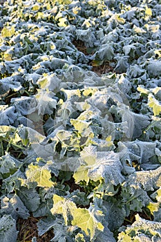 Close-up of frost leaves of green autumn winter rape plants