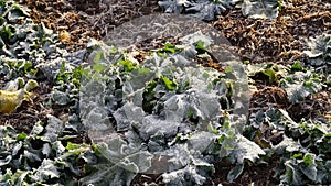 Close-up of frost leaves of green autumn winter rape plants. Early morning in late autumn