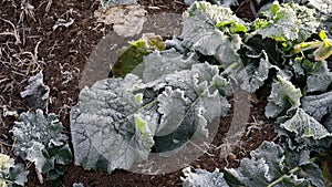 Close-up of frost leaves of green autumn winter rape plants. Early morning in late autumn