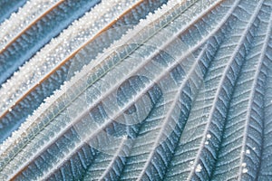 Close-up of a frost pattern on a leaf