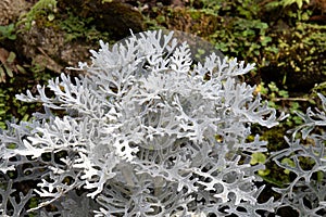 Close up Frost Plant