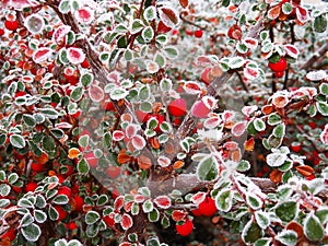 Close-up of frost red berries on tree. Cotoneaster dammeri