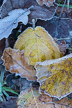 Close up of frosted autumn leaves
