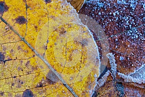 Close up of frosted autumn leaves