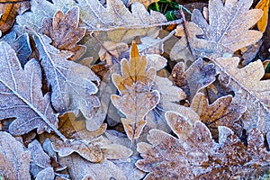 Close up of frosted autumn leaves