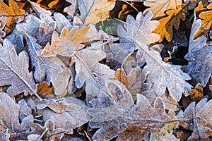 Close up of frosted autumn leaves