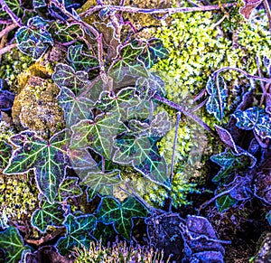 Close up of frosted Ivy on a wall