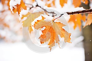 close-up of frosted leaves against white snow