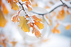 close-up of frosted leaves against white snow