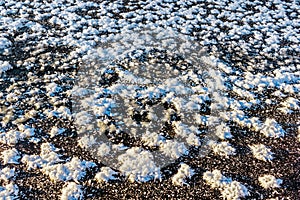 close-up of frosty flowers on black ice surface