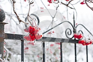 Close-up of frosty wild berries with black bar fence coated with snow with some tree twigs in background in daytime