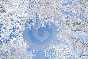 Close up of frozen branches and blue sky.