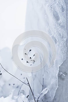 Close up of frozen dry plant with snow and ice crystals