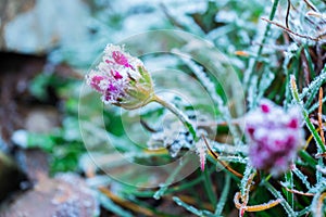 CLose up of a frozen flower. Winter background.