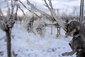 Close up of a frozen grape in sunshine. Water grape after frozen rain in the sunlight. Photo suitable as a mural for wineries.