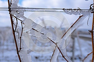 Close up of a frozen grapevine in sunshine. Water cluster after frozen rain in the sunlight. Photo suitable as a mural for