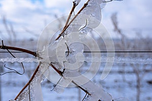 Close up of a frozen grapevine in sunshine. Water cluster after frozen rain in the sunlight. Photo suitable as a mural for