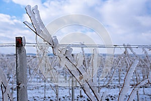 Close up of a frozen grapevine in sunshine. Water cluster after frozen rain in the sunlight. Photo suitable as a mural for