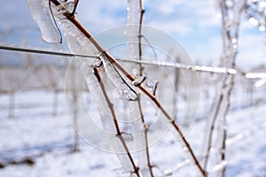 Close up of a frozen grapevine in sunshine. Water cluster after frozen rain in the sunlight. Photo suitable as a mural for