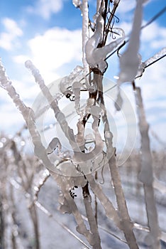 Close up of a frozen grapevine in sunshine. Water cluster after frozen rain in the sunlight. Photo suitable as a mural for