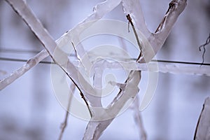 Close up of a frozen grapevine in sunshine. Water cluster after frozen rain in the sunlight. Photo suitable as a mural for