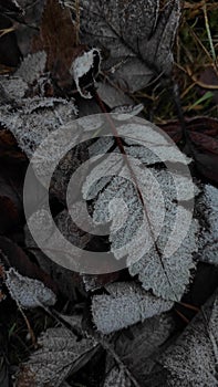 Close up of frozen leaves in a frosty autumn day