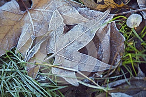 Close up frozen leaves leaf on grass field
