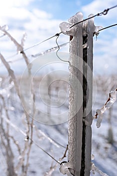 Close up of a frozen metal rod in the vineyard. Layer of ice in the vineyards. Photo suitable as a mural for wineries