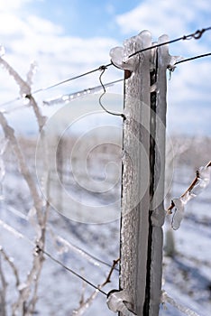 Close up of a frozen metal rod in the vineyard. Layer of ice in the vineyards. Photo suitable as a mural for wineries