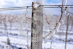 Close up of a frozen metal rod in the vineyard. Layer of ice in the vineyards. Photo suitable as a mural for wineries