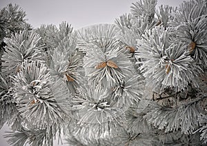 Frozen Pine Tree with cones