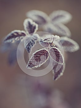 Close up of frozen plant