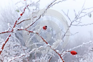 Close up of a frozen rose hip bush in winter