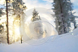 Close up of a frozen sop bubble in the snow