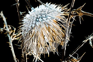 Close up of frozen weed flower